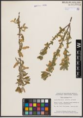 Salix bebbiana Sarg.